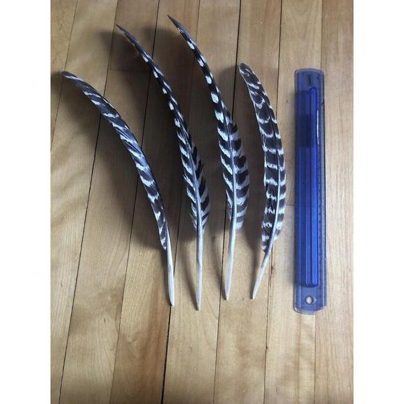 WILD TURKEY FEATHER Real Foraged Massachusetts 9 - 12 inch Set of three feathers - Picture 4 of 5
